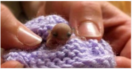 It was as little as a nail when she discovered it on the ground while walking through the forest.