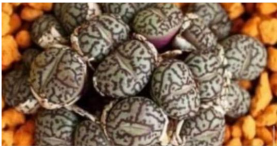 The Mysterious Eggs Under Lily’s Bed