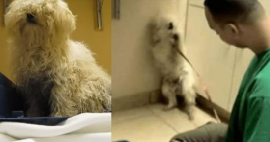Terrified Dog Saved from Being Put Down