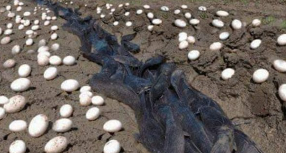 Farmer Finds Hundreds Of Strange Eggs In His Crops – But When They Hatch, He Bursts Into Tears