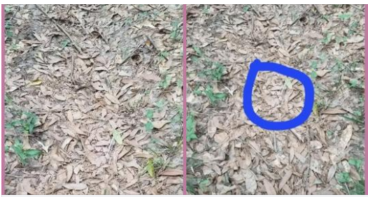 If you spot leaves looking like this while out, you better know what it means.