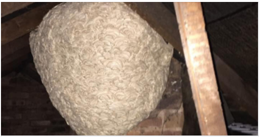 Man Thinks He Found “Hornets” Nest In Attic – Turns Pale When He Realizes What’s Inside