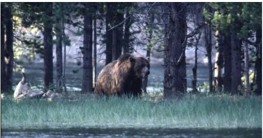 Chilling Last Words of Man and Girlfriend Eaten Alive by Bear on Camera
