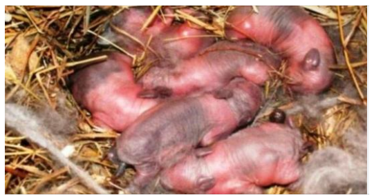 Farmer found newborn “puppies” in a field: after a while it dawned on him that they are not puppies!