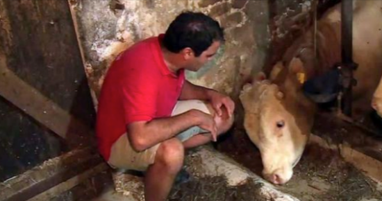 Bull was chained up his whole life – now watch when this animal hero cuts the lock 