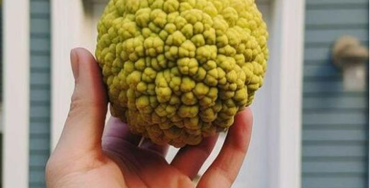 Found this in the yard. Probably the neighbor’s. Anyone know what it is and what it’s used for?