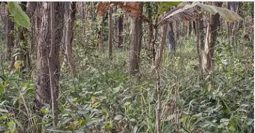You Have A High IQ If You Can Spot Hidden Tiger In Jungle Photo In Just 12 Seconds