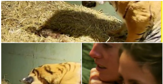 Tiger mom gives birth to lifeless cub – caretaker left astonished at her reaction