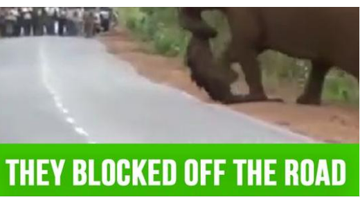 Weeping elephants mourn a lost baby in a funeral march like humans 