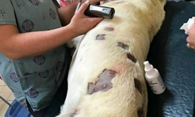 She Believed The Dog Had Numerous Bites, But The Doctor Examined It More Closely And Called The Police