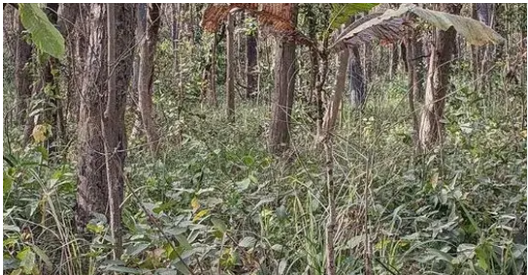You Have A High IQ If You Can Spot Hidden Tiger In Jungle Photo In Just 12 Seconds