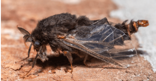 Guarding Your Trees: The Stealthy Threat of the Evergreen Bagworm 