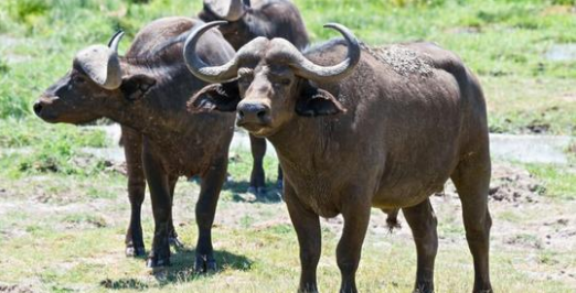 Three Bulls Found Out That The Rancher Was Bringing Another Bull