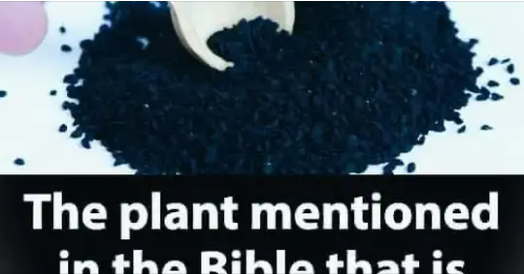 The Plant Described in the Bible as Having the Ability to Heal All Ailments