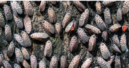 If you ever see this winged creature near your home, you might want to consider getting rid of it