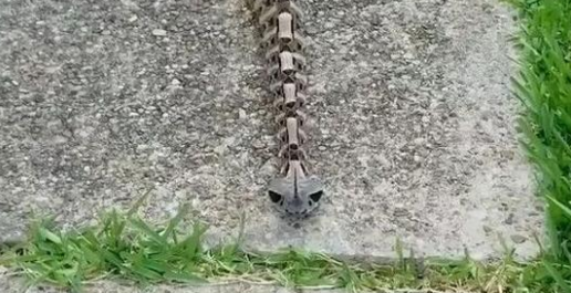 At first, when I saw this creature, I thought it was merely a toy resembling a walking snake skeleton.