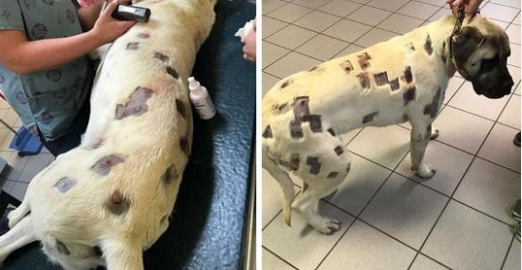 She Believed The Dog Had Numerous Bites, But The Doctor Examined It More Closely And Called The Police