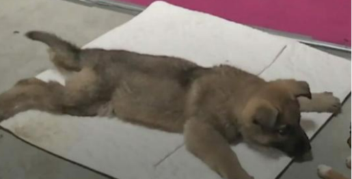 Vet gives puppy death sentence, reaches for needle – then boss takes look at her paws and shouts out