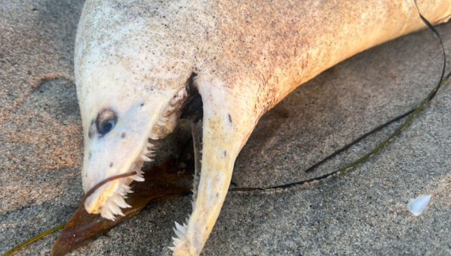 ‘Horrifyingly goofy’ creature washes onto Southern California beach