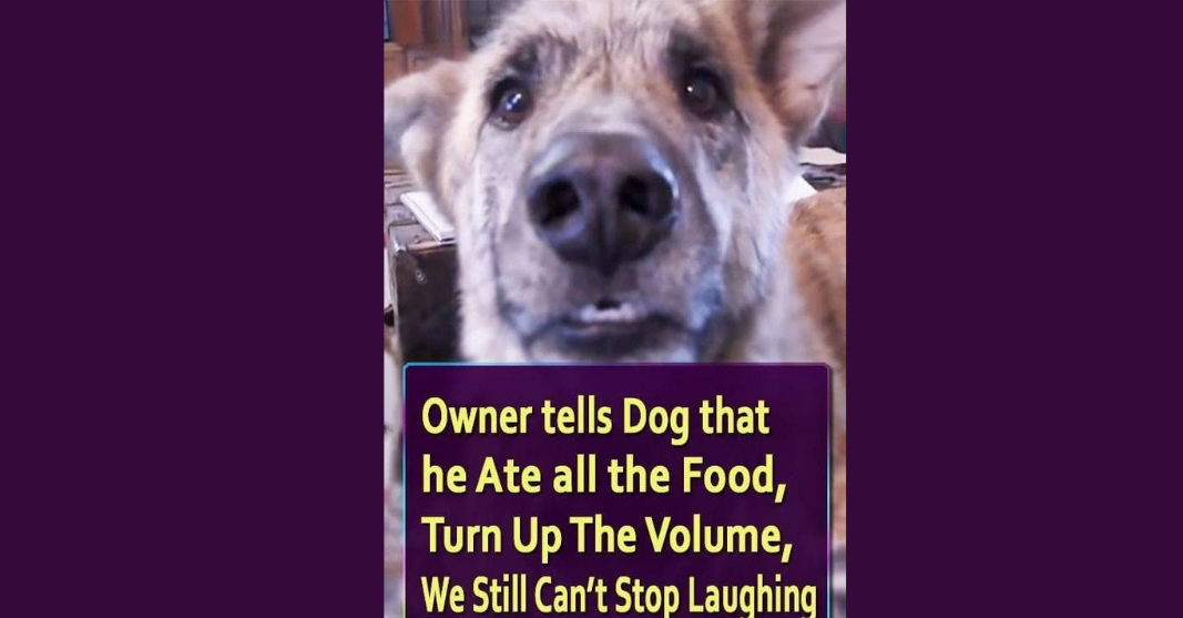 Owner tells Dog that he Ate all the Food