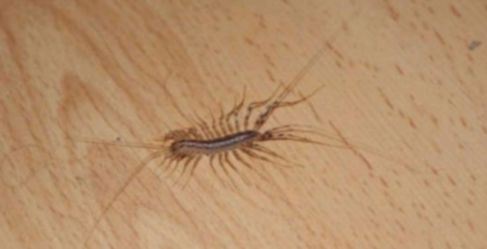 If This Animal Comes to Your Home