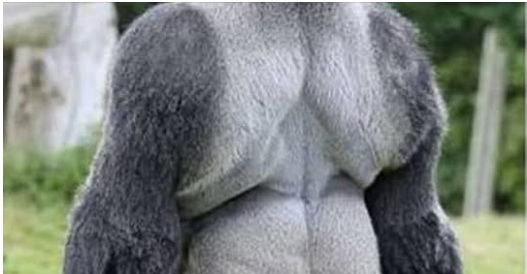 Silverback gorilla teaches himself to walk upright on two legs